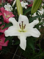 [4516 PO104 LUN 3530 No02.JPG]